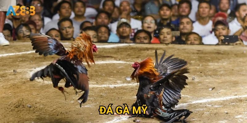 Tại sao đá gà mỹ lại trở thành món ăn tinh thần tại Az888?