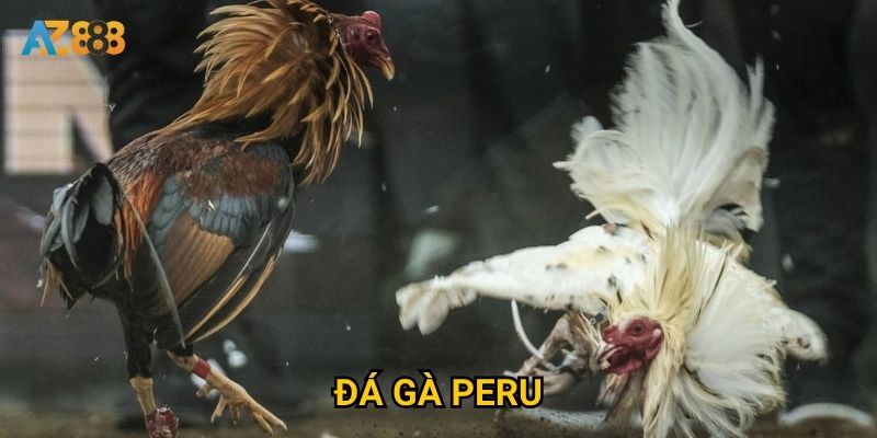 Vì sao đá gà peru tại Az888 ngày càng được quan tâm?